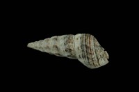 藏品(燒酒海蜷)的圖片